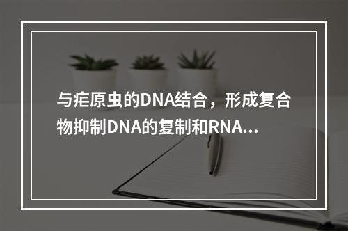 与疟原虫的DNA结合，形成复合物抑制DNA的复制和RNA的转