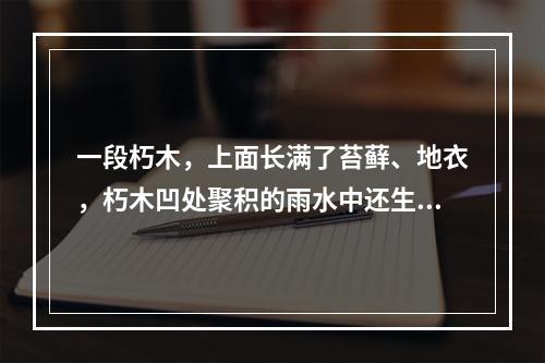 一段朽木，上面长满了苔藓、地衣，朽木凹处聚积的雨水中还生活着