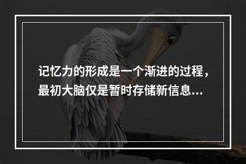 记忆力的形成是一个渐进的过程，最初大脑仅是暂时存储新信息，将