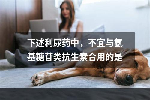 下述利尿药中，不宜与氨基糖苷类抗生素合用的是