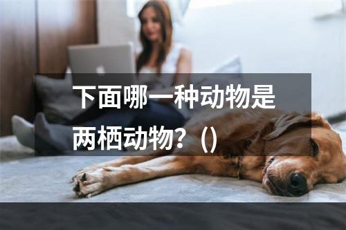 下面哪一种动物是两栖动物？()