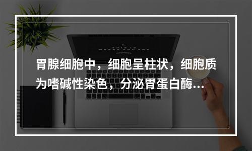 胃腺细胞中，细胞呈柱状，细胞质为嗜碱性染色，分泌胃蛋白酶原的