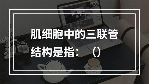 肌细胞中的三联管结构是指：（）