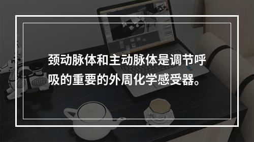 颈动脉体和主动脉体是调节呼吸的重要的外周化学感受器。