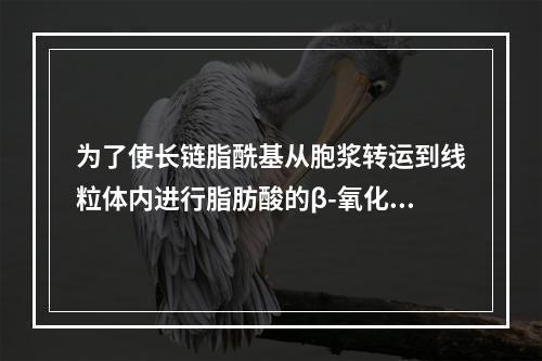 为了使长链脂酰基从胞浆转运到线粒体内进行脂肪酸的β-氧化，所