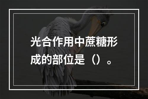 光合作用中蔗糖形成的部位是（）。