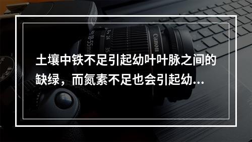 土壤中铁不足引起幼叶叶脉之间的缺绿，而氮素不足也会引起幼叶的