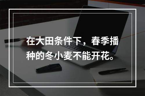 在大田条件下，春季播种的冬小麦不能开花。