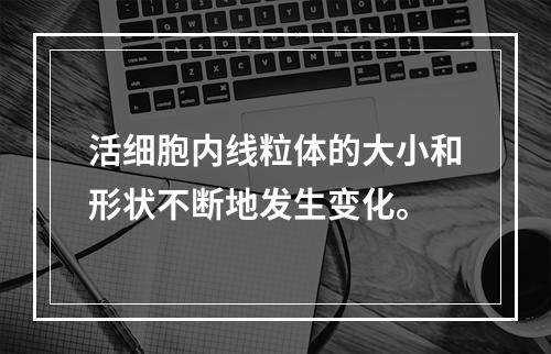 活细胞内线粒体的大小和形状不断地发生变化。