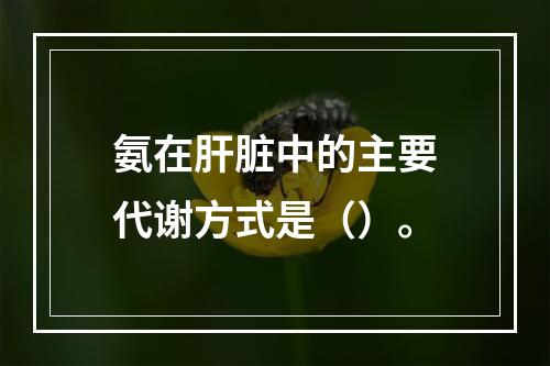 氨在肝脏中的主要代谢方式是（）。