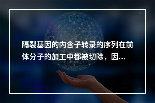 隔裂基因的内含子转录的序列在前体分子的加工中都被切除，因此可