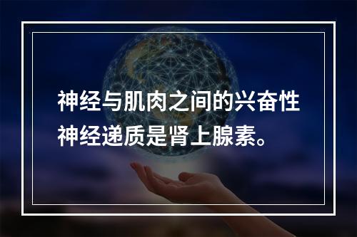 神经与肌肉之间的兴奋性神经递质是肾上腺素。