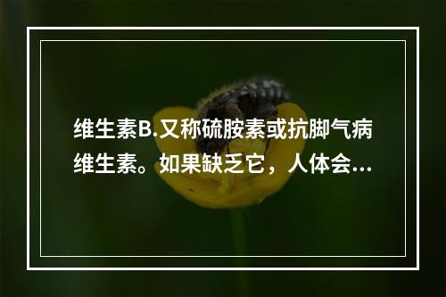 维生素B.又称硫胺素或抗脚气病维生素。如果缺乏它，人体会产生