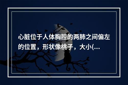 心脏位于人体胸腔的两肺之间偏左的位置，形状像桃子，大小()。