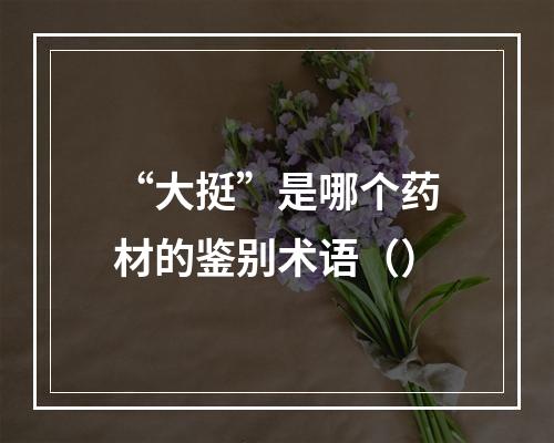 “大挺”是哪个药材的鉴别术语（）