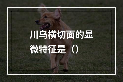 川乌横切面的显微特征是（）