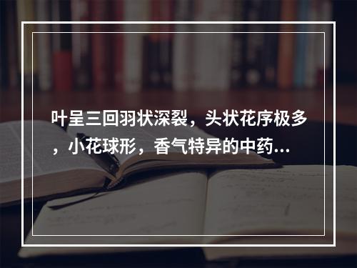 叶呈三回羽状深裂，头状花序极多，小花球形，香气特异的中药材是