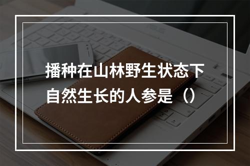 播种在山林野生状态下自然生长的人参是（）