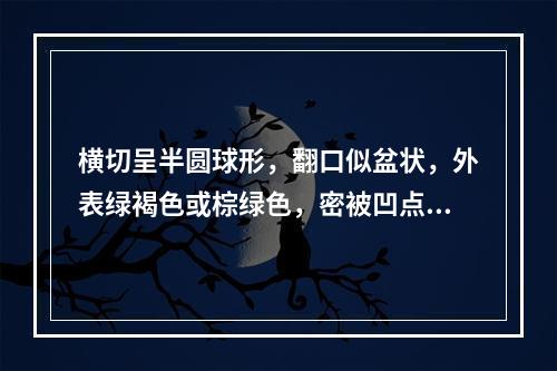 横切呈半圆球形，翻口似盆状，外表绿褐色或棕绿色，密被凹点状油