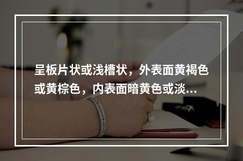 呈板片状或浅槽状，外表面黄褐色或黄棕色，内表面暗黄色或淡棕黄