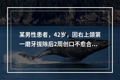 某男性患者，42岁，因右上颌第一磨牙拔除后2周创口不愈合就诊