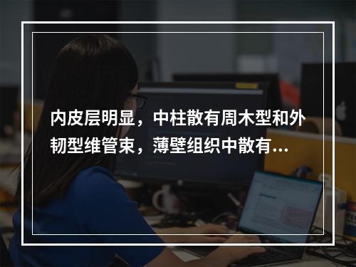 内皮层明显，中柱散有周木型和外韧型维管束，薄壁组织中散有油细