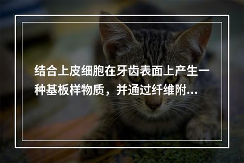 结合上皮细胞在牙齿表面上产生一种基板样物质，并通过纤维附着在