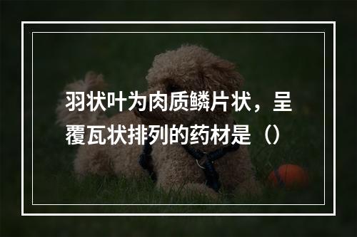 羽状叶为肉质鳞片状，呈覆瓦状排列的药材是（）