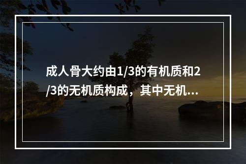 成人骨大约由1/3的有机质和2/3的无机质构成，其中无机质的