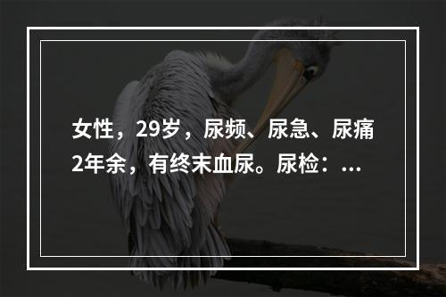 女性，29岁，尿频、尿急、尿痛2年余，有终末血尿。尿检：脓细