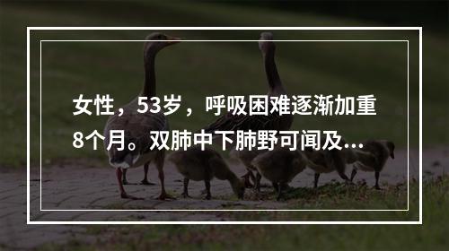 女性，53岁，呼吸困难逐渐加重8个月。双肺中下肺野可闻及响亮