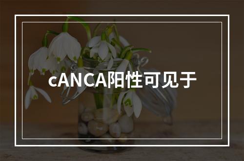 cANCA阳性可见于