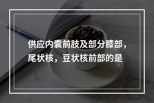 供应内囊前肢及部分膝部，尾状核，豆状核前部的是