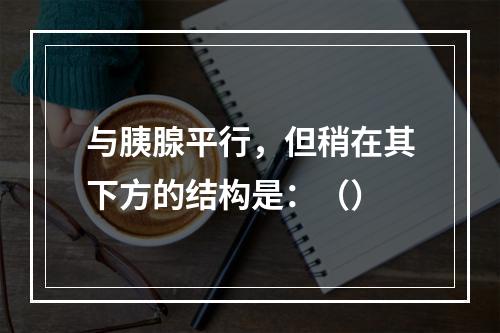 与胰腺平行，但稍在其下方的结构是：（）