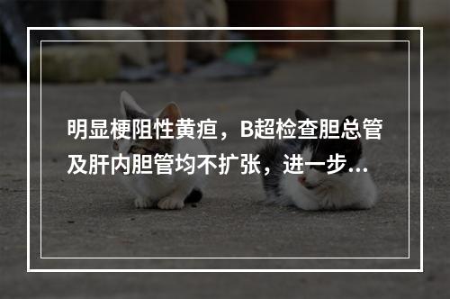 明显梗阻性黄疸，B超检查胆总管及肝内胆管均不扩张，进一步检查