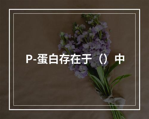 P-蛋白存在于（）中