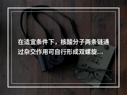 在适宜条件下，核酸分子两条链通过杂交作用可自行形成双螺旋，取