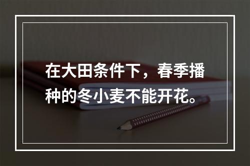 在大田条件下，春季播种的冬小麦不能开花。