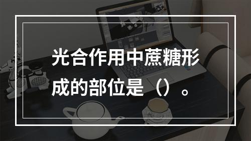 光合作用中蔗糖形成的部位是（）。