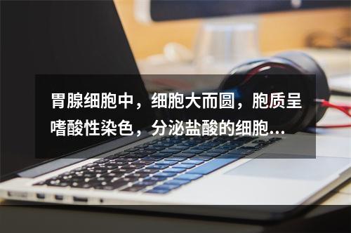 胃腺细胞中，细胞大而圆，胞质呈嗜酸性染色，分泌盐酸的细胞是（