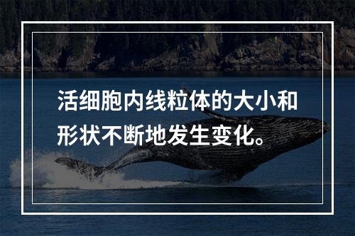 活细胞内线粒体的大小和形状不断地发生变化。