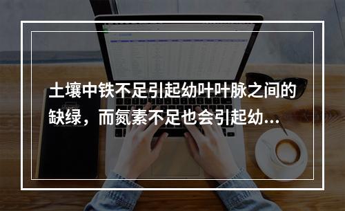 土壤中铁不足引起幼叶叶脉之间的缺绿，而氮素不足也会引起幼叶的