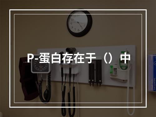 P-蛋白存在于（）中