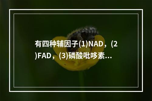 有四种辅因子(1)NAD，(2)FAD，(3)磷酸吡哆素，(