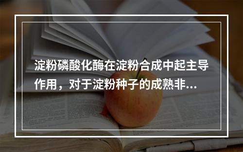 淀粉磷酸化酶在淀粉合成中起主导作用，对于淀粉种子的成熟非常重