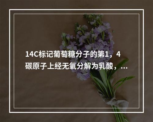 14C标记葡萄糖分子的第1，4碳原子上经无氧分解为乳酸，14