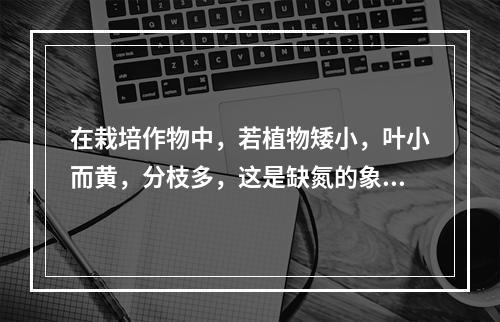 在栽培作物中，若植物矮小，叶小而黄，分枝多，这是缺氮的象征。