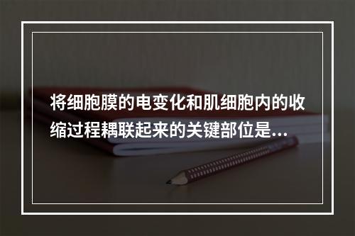 将细胞膜的电变化和肌细胞内的收缩过程耦联起来的关键部位是：（