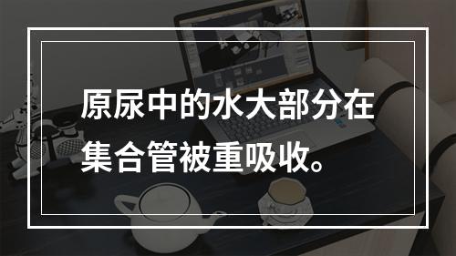 原尿中的水大部分在集合管被重吸收。