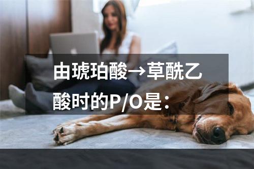 由琥珀酸→草酰乙酸时的P/O是：